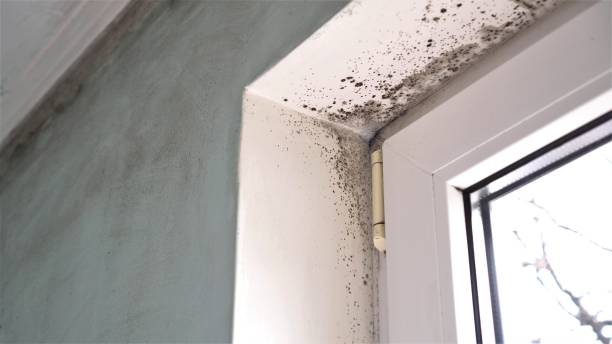 Best Attic Mold Removal  in Westchase, FL